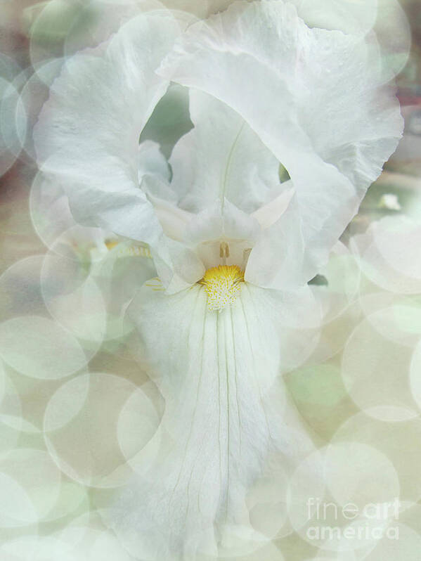 Iris Art Print featuring the digital art Heavenly Iris by Amy Dundon