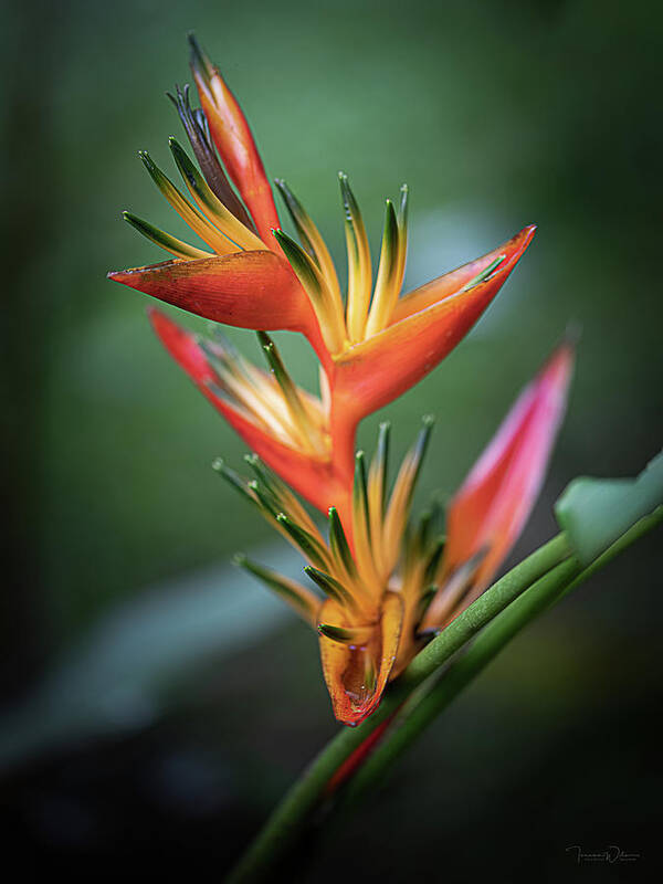 Costa Rica Art Print featuring the photograph Heliconia by Teresa Wilson