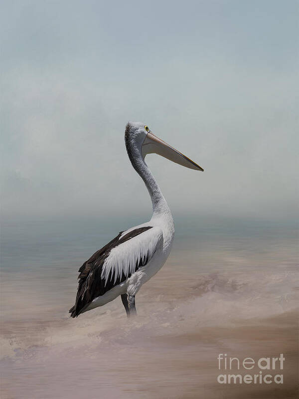 Pelican Art Print featuring the photograph His Majesty by Elaine Teague