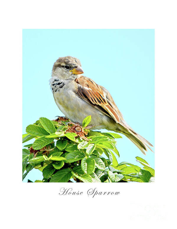 Bird Art Print featuring the photograph House Sparrow by Dianne Morgado