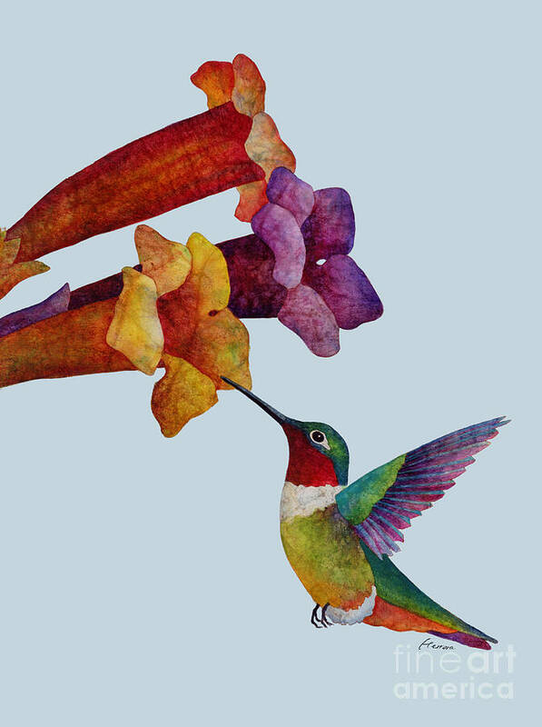 Hummingbird Art Print featuring the painting Hummer Time - solid background by Hailey E Herrera