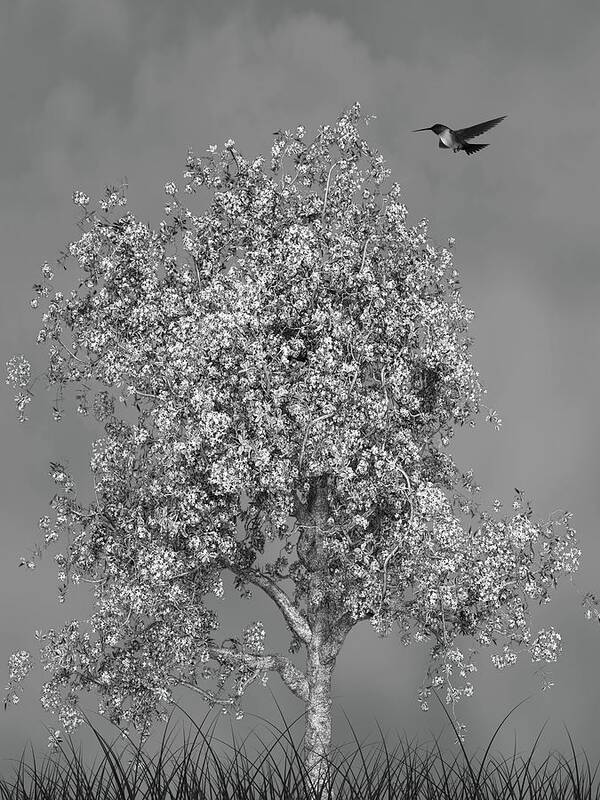 Hummingbird Art Print featuring the mixed media Hummingbird At The Flowering Tree Black and White by David Dehner