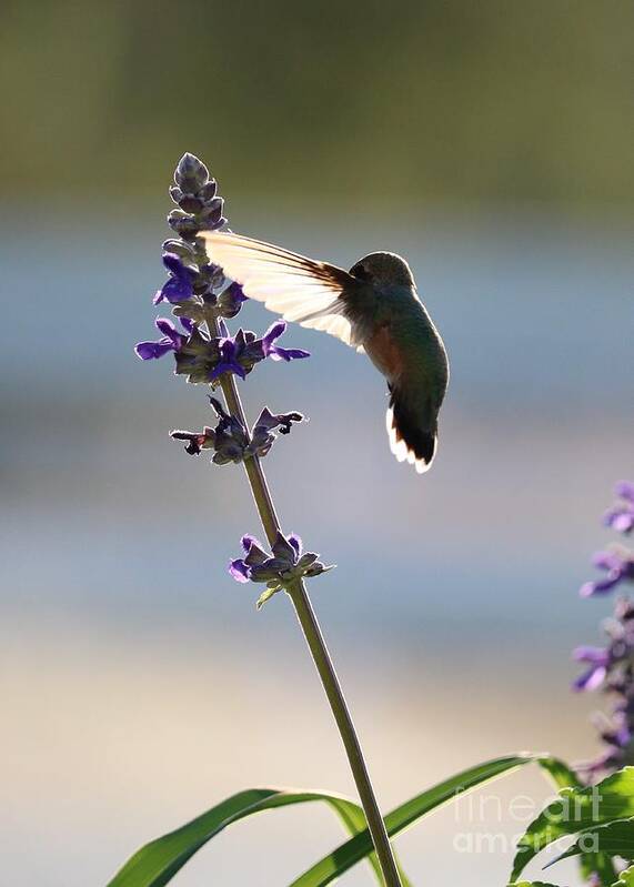 Hummingbird Art Print featuring the photograph Hummingbird's Secret by Carol Groenen