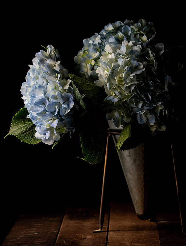 Blue Art Print featuring the photograph Hydrangea by Holly Ross