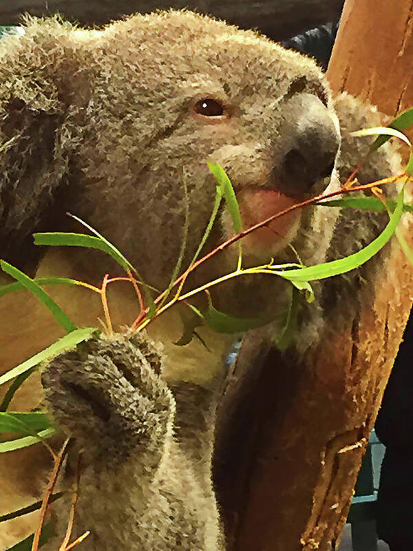 Koala Art Print featuring the photograph Koala by Bill Barber