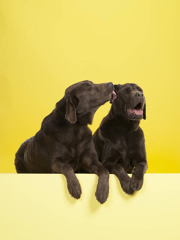 Pets Art Print featuring the photograph Lab licking other Lab by Catherine Ledner