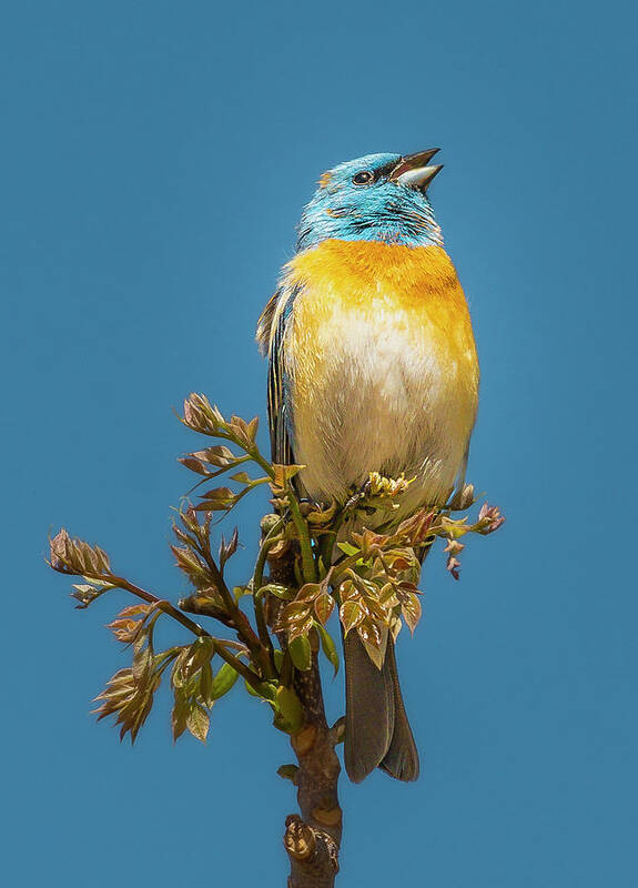 Boise Idaho Art Print featuring the photograph Lazuli Bunting by Mark Mille