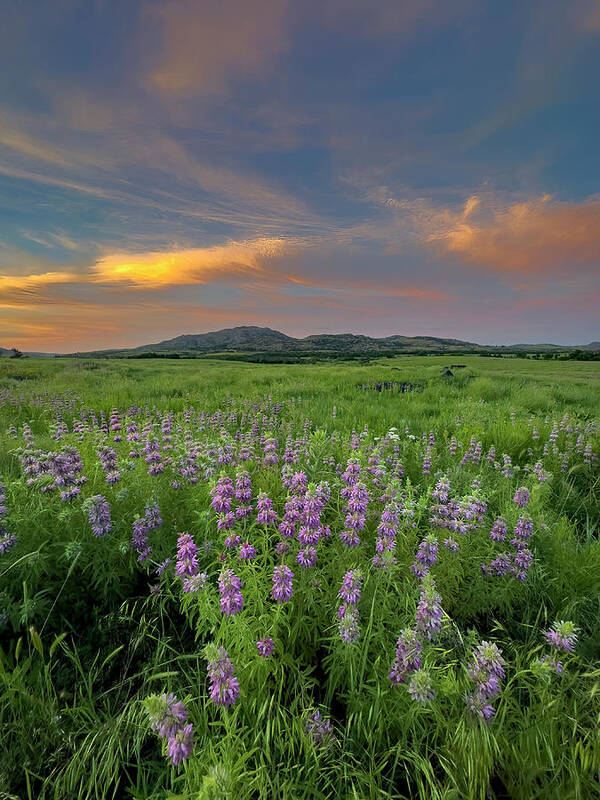 Wichita Mountains Art Print featuring the photograph Lemon Monarda at Sunset by Cindy McIntyre