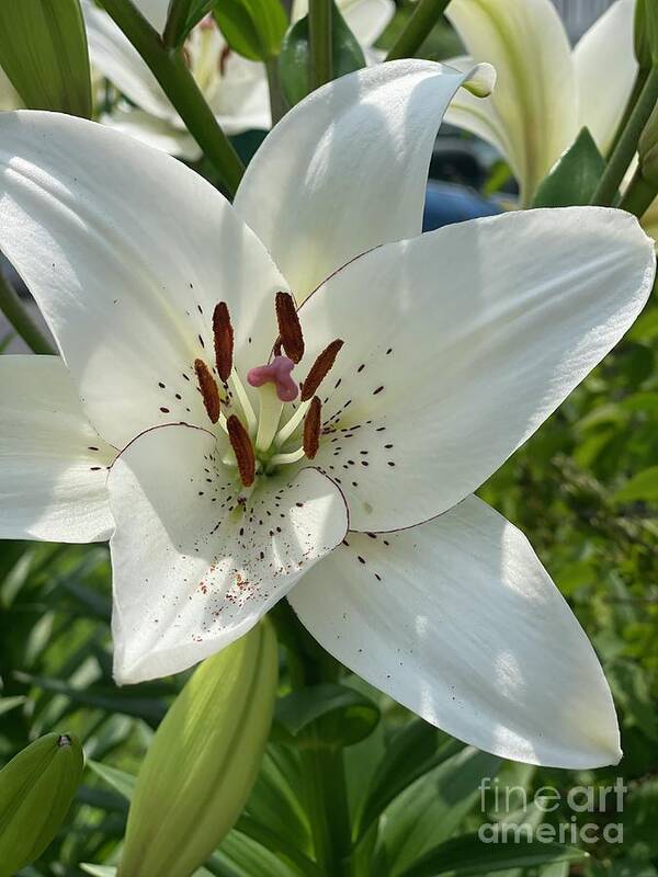 Lily Art Print featuring the photograph Lily by Deena Withycombe