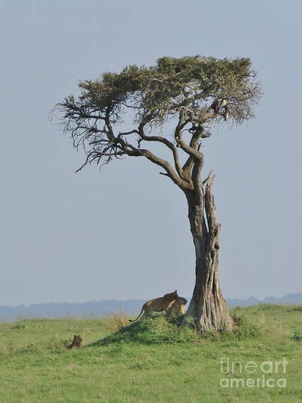 Maasai Mara Art Print featuring the photograph Lions Under the Acacia Tree by World Reflections By Sharon