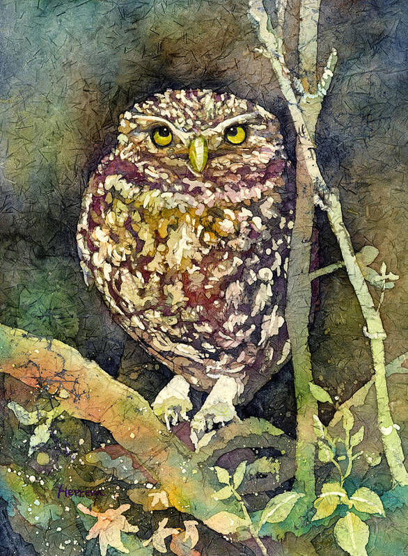Owl Art Print featuring the painting Little Owl by Hailey E Herrera