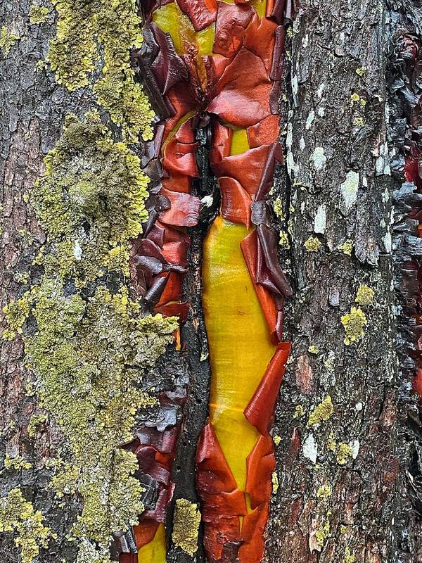 Abstract Art Print featuring the photograph Madrone Tree Bark Abstract by Jerry Abbott