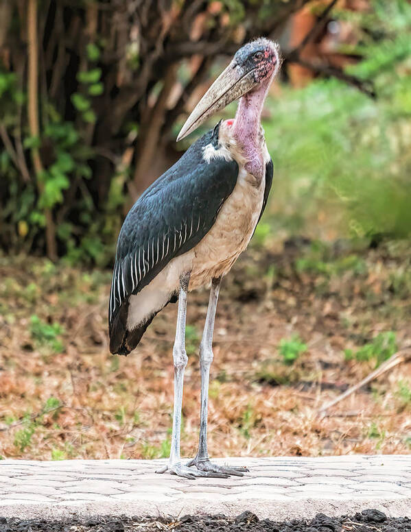 Africa Art Print featuring the photograph Marabou Stork 2 in Tanzania by Betty Eich