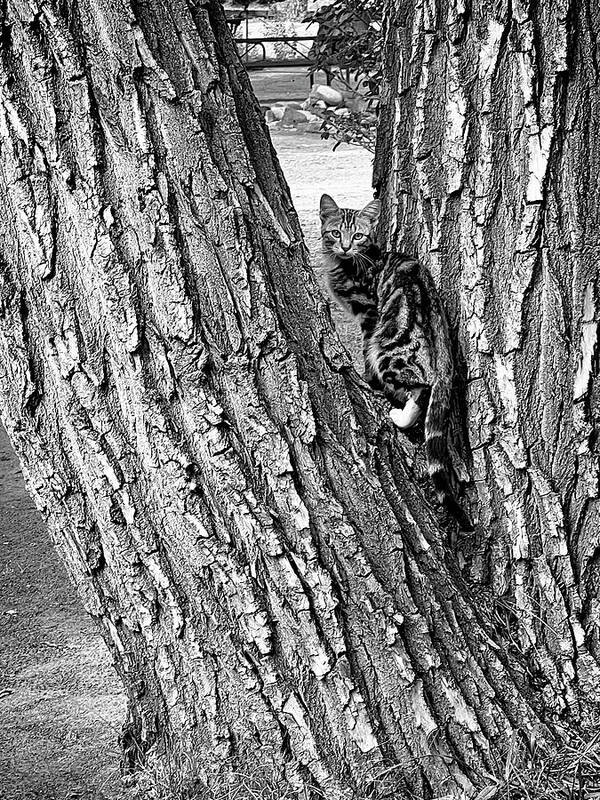 Animal Art Print featuring the photograph Marbled Tabby Kitten Climbs Tree in Abiquiu New Mexico by Mary Lee Dereske