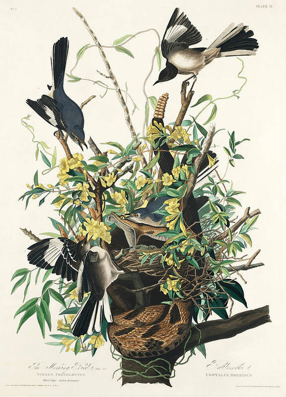 Mockingbird Art Print featuring the mixed media Mockingbird. John James Audubon by World Art Collective