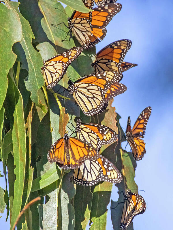 Sanra Cruz Art Print featuring the photograph Monarch Butterflies #1 by Carla Brennan