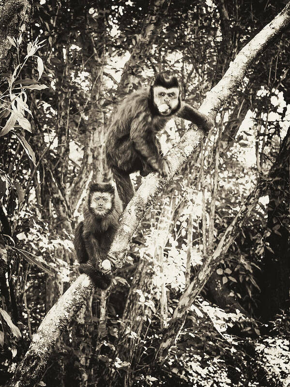 University Art Print featuring the photograph Monkey Of The Species Nail In The Trees by Flavio Benedito ConceiÇÃo