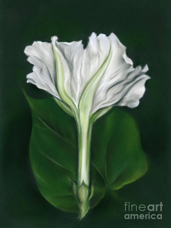 Botanical Art Print featuring the painting Moonflower Opening After Dark by MM Anderson