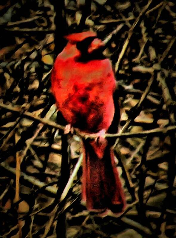 Cardinal Art Print featuring the mixed media Northern Cardinal by Christopher Reed