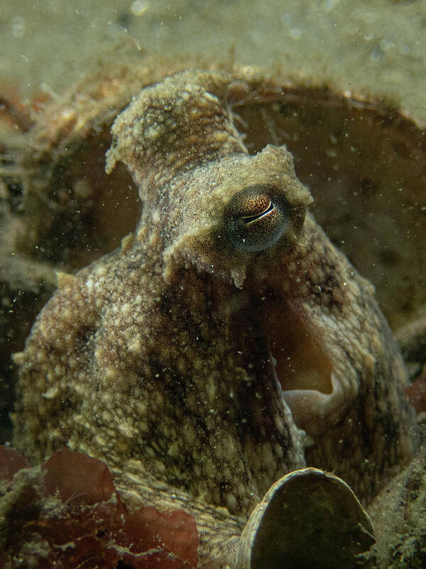 Octopus Art Print featuring the photograph Octopus side-eye by Brian Weber