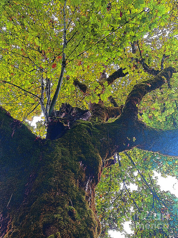  Tree Art Print featuring the photograph One Hundred Year-old Oak by Jeanette French