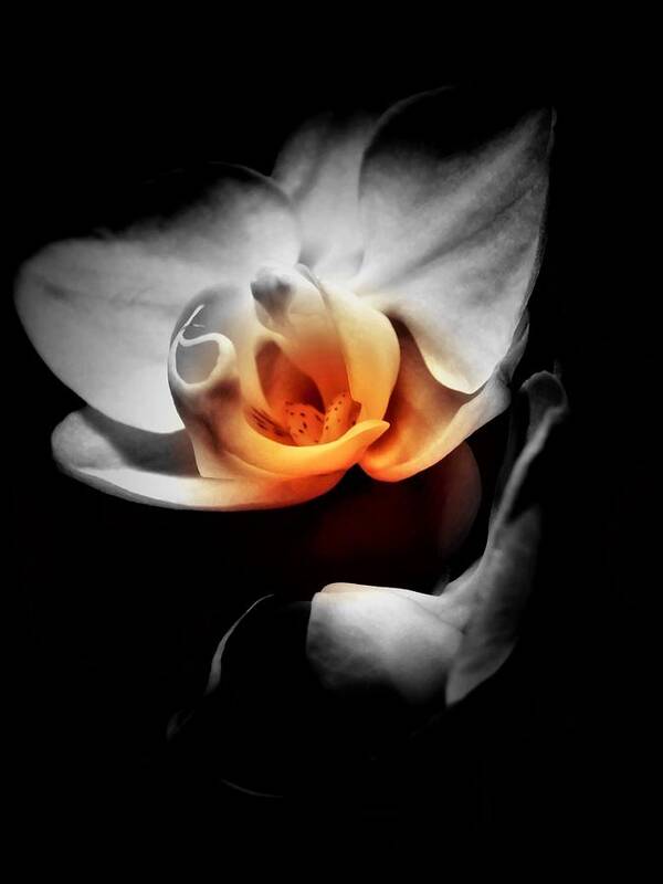  Art Print featuring the photograph Orchid Shadow by Gena Herro