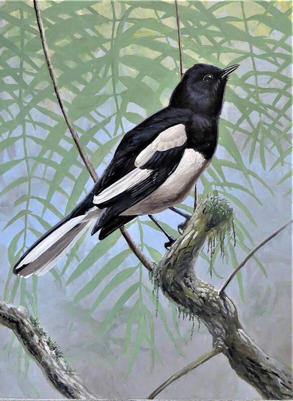 Oriental Magpie-robin Art Print featuring the painting Oriental Magpie-Robin by Barry Kent MacKay