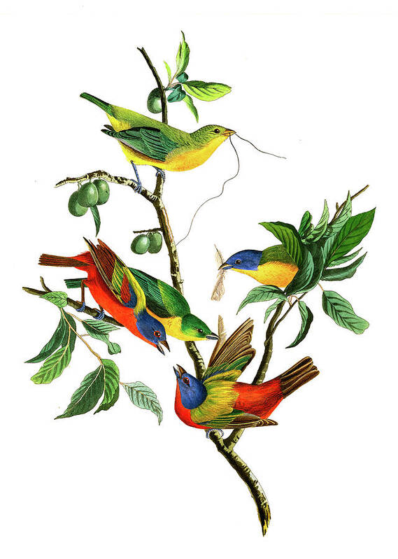 John James Audubon Art Print featuring the painting Painted Finch, Birds of America by John James Audubon