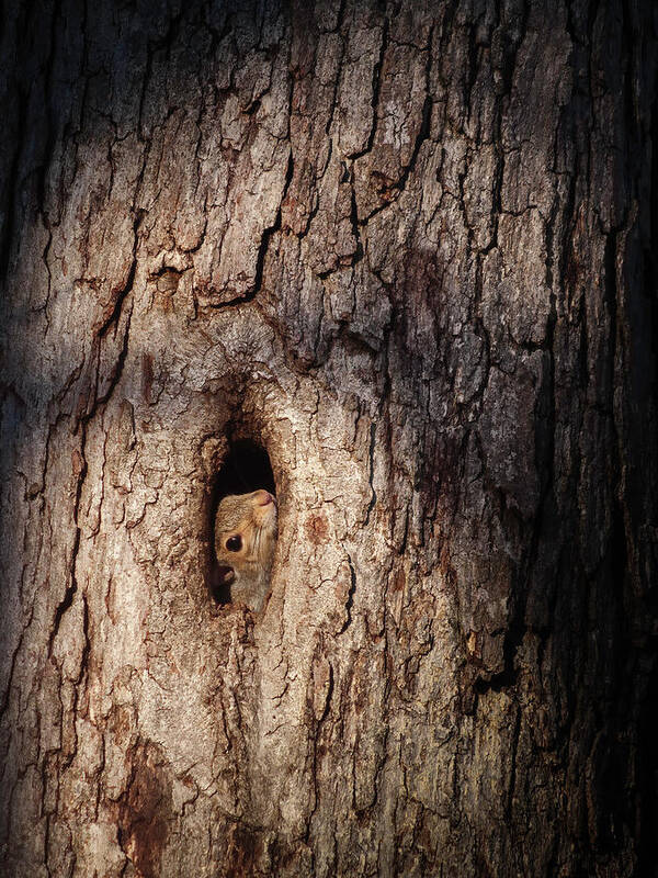 Squirrel Grey Kentucky Tree Art Print featuring the photograph Peek-a-boo by Timothy Harris