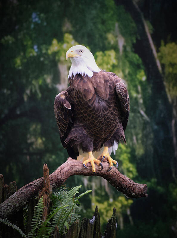 Eagle Art Print featuring the photograph Photo 75 American Eagle by Lucie Dumas