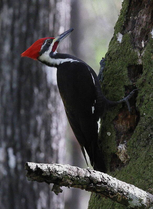 Pileated Woodpecker Art Print featuring the photograph Pileated Woodpecker 4 by Mingming Jiang