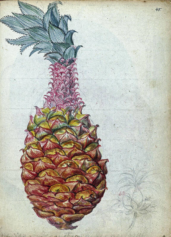 Pineapple Art Print featuring the painting Pineapple, Jan Brandes, 1785 by Artistic Rifki