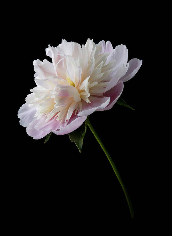 Pink Art Print featuring the photograph Pink and White Peony Stem by Patti Deters