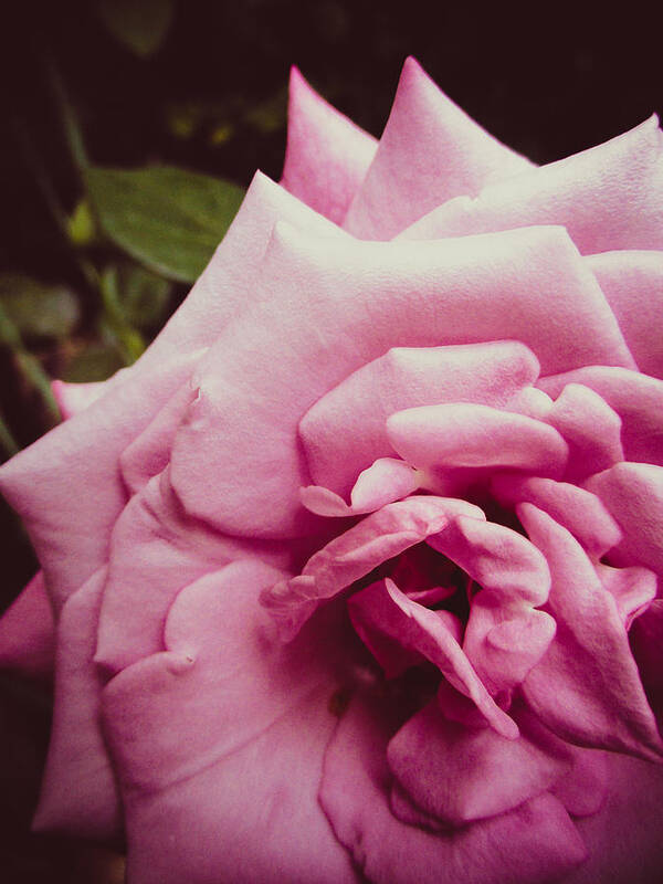 Rose Art Print featuring the photograph Pink Rose by W Craig Photography