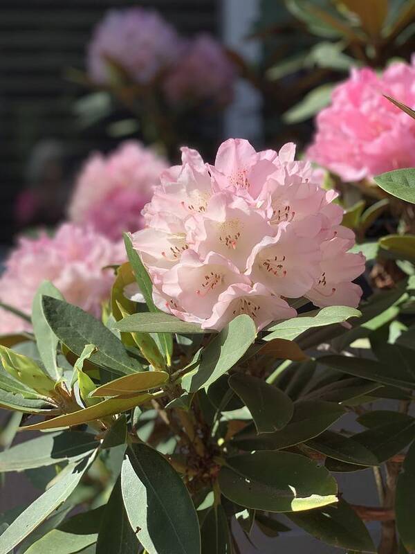 Rhododendron Art Print featuring the photograph Pretty in Pink by Juliette Becker