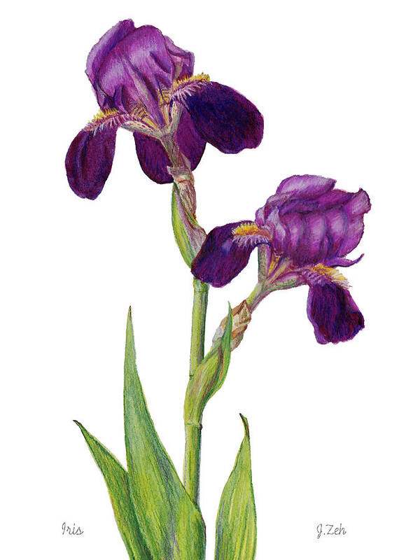 Iris Art Print featuring the painting Purple Bearded Iris by Janet Zeh