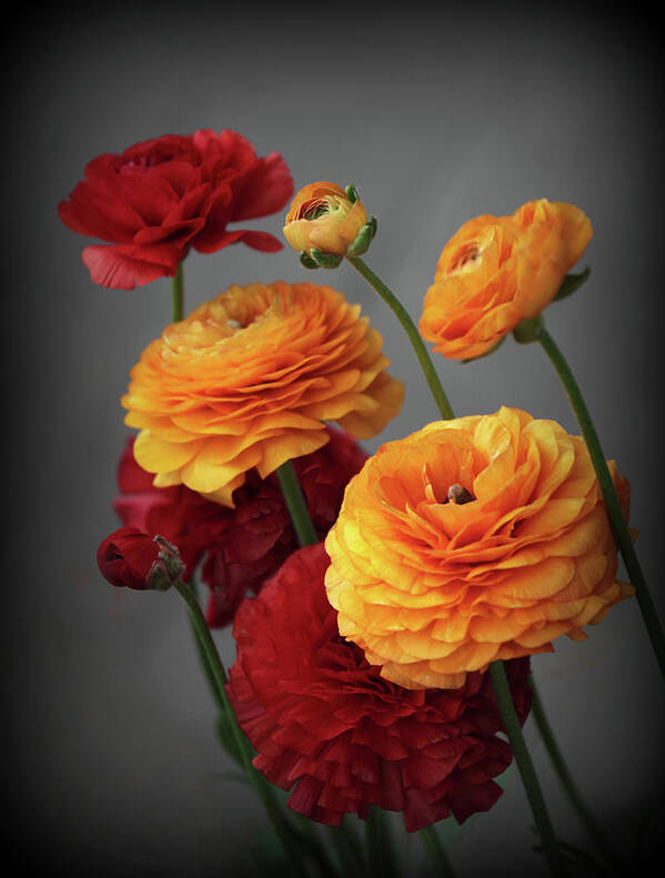 Ranunculus Art Print featuring the photograph Ranunculus in Bloom by Jessica Jenney