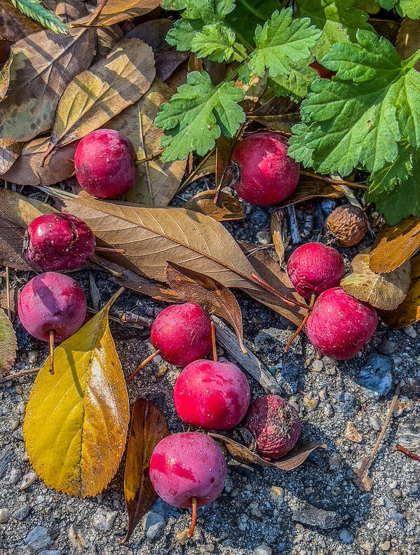 Red Berries Art Print featuring the photograph Red Berries on the Ground by Cate Franklyn