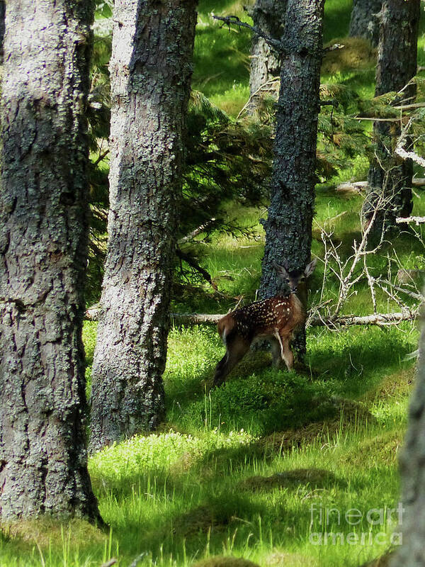 Red Deer Art Print featuring the photograph Red deer calf in a pine forest by Phil Banks