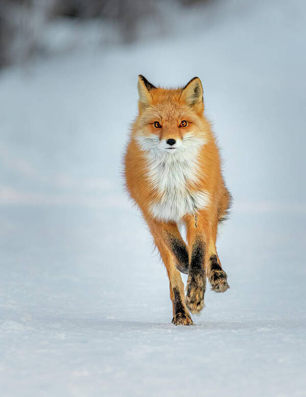 (vulpes Vulpes) Art Print featuring the photograph Red Fox Running by James Capo