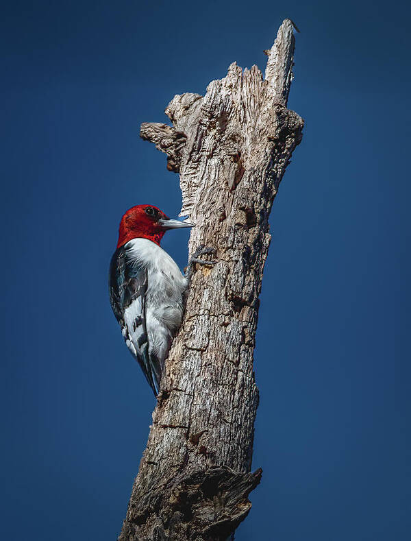 Animal Art Print featuring the photograph Red Headed Woodpecker by Brian Shoemaker
