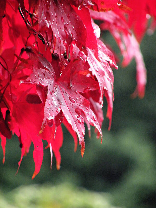 Leaves Art Print featuring the photograph Red Maple by Micki Findlay