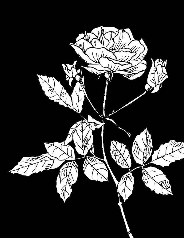 Rose Art Print featuring the drawing Rose 2 on Black by Masha Batkova