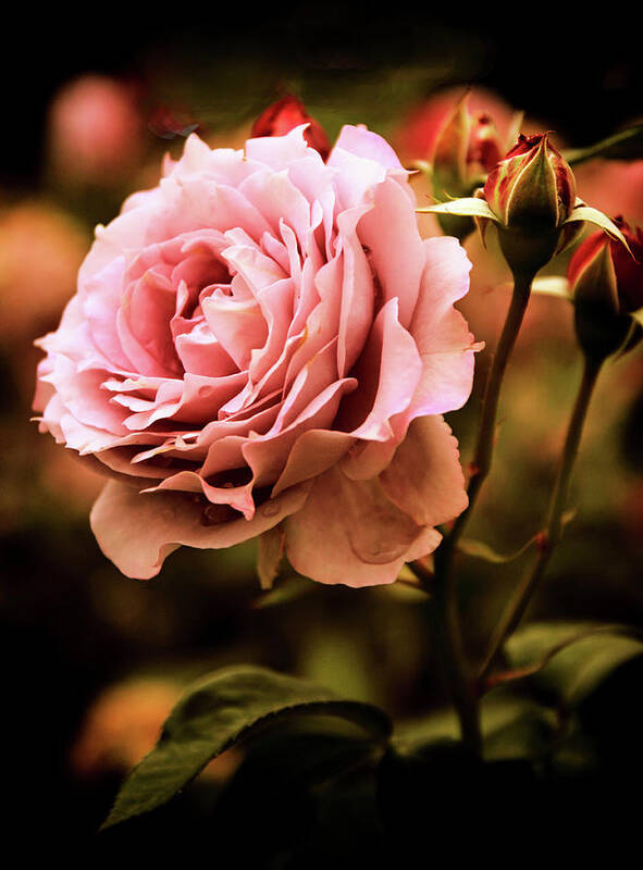 Roses Art Print featuring the photograph Rose Blooms at Dusk by Jessica Jenney