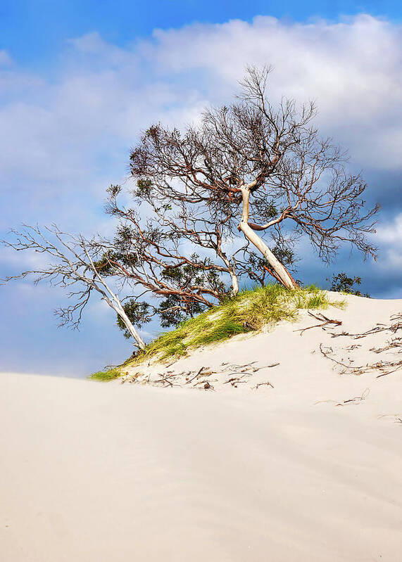 Beach Art Print featuring the photograph Sand Dunes with Bent Trees 2 by Lexa Harpell