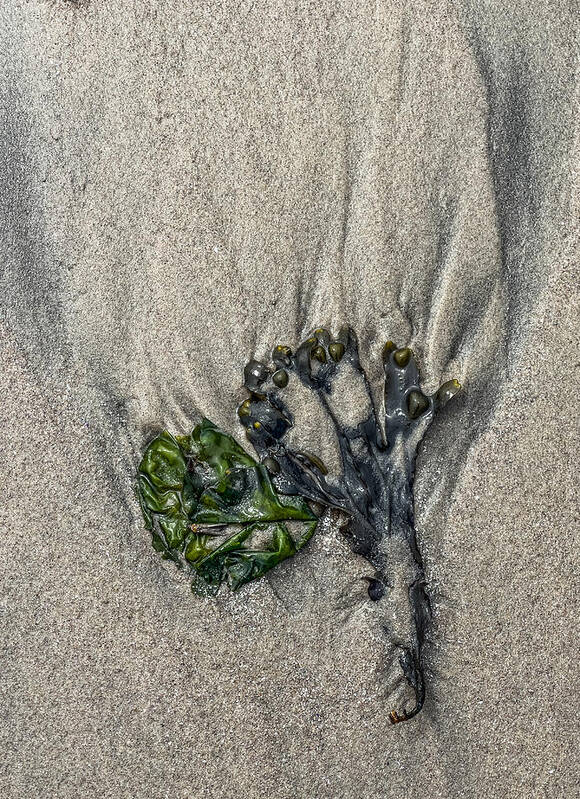 Seaweed Art Print featuring the photograph Sculpted by the Tide by Cate Franklyn