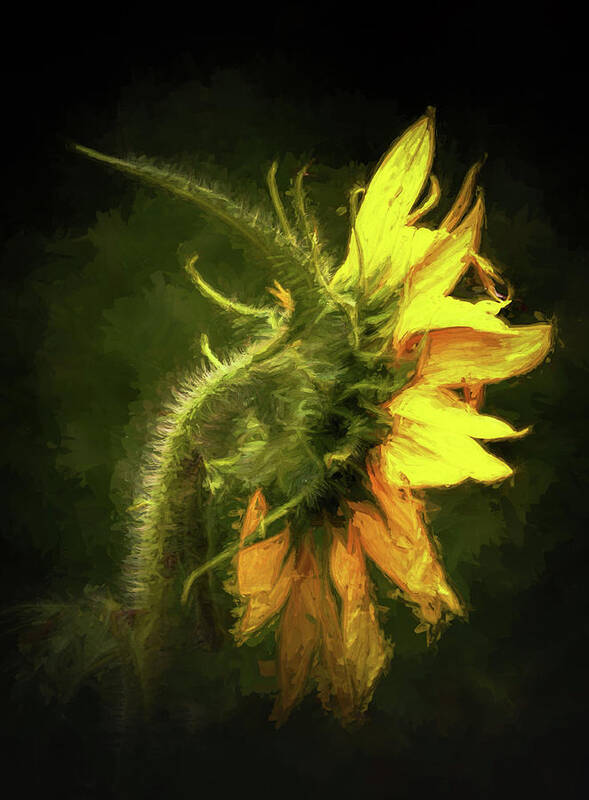 Sunflower Art Print featuring the photograph Sensational Sunflower by Ola Allen