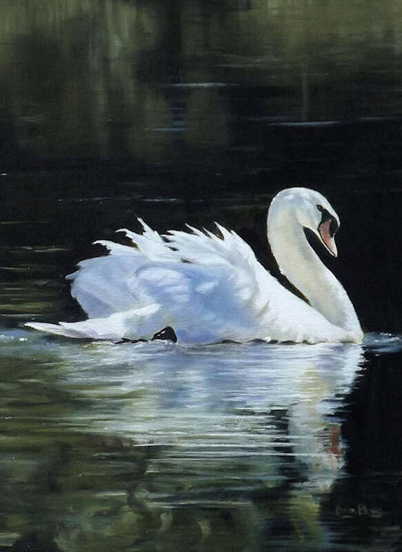 Swan Art Print featuring the painting Silver Wings by Barry BLAKE