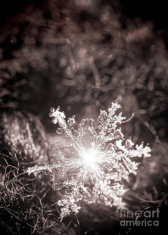 Snowflake; Ice; Shine; Macro; Simple; Monochrome; Art Print featuring the photograph Snowflake Sparkle by Tina Uihlein