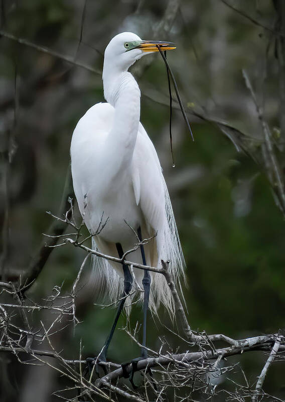 Egret Art Print featuring the photograph Someting For My Nest by Ginger Stein